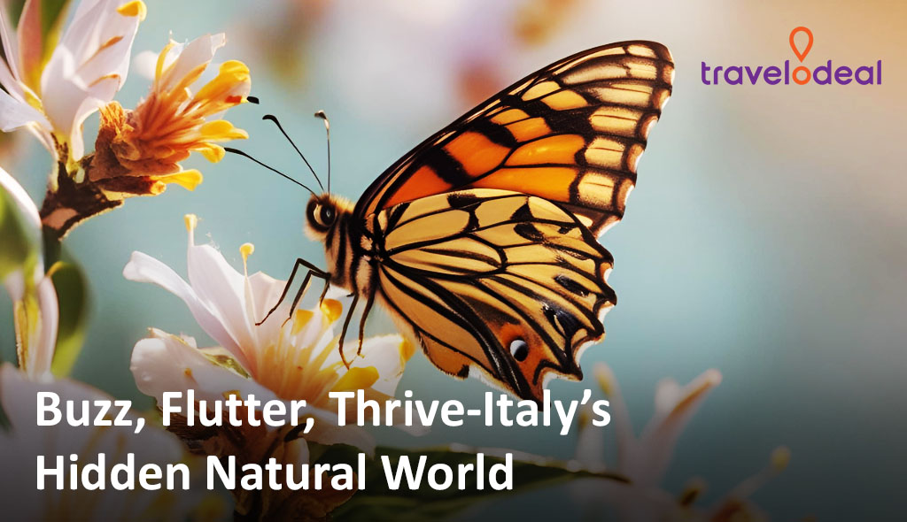 A vibrant orange butterfly perched on delicate white flowers, showcasing Italy's rich natural beauty.
